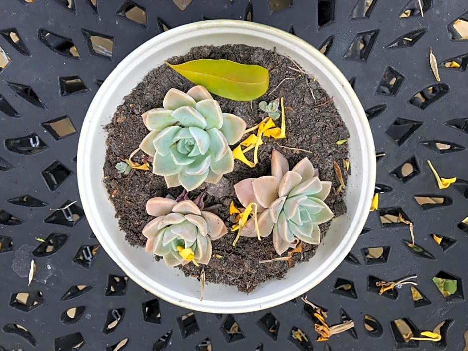 Cul de Sac - Accommodation