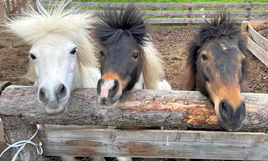 Apartments Monika - Altenmarkt