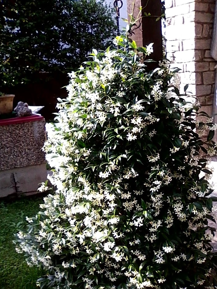 Bed & Breakfast Gli Oleandri