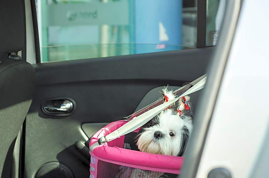 Nord Easy Green Sunset