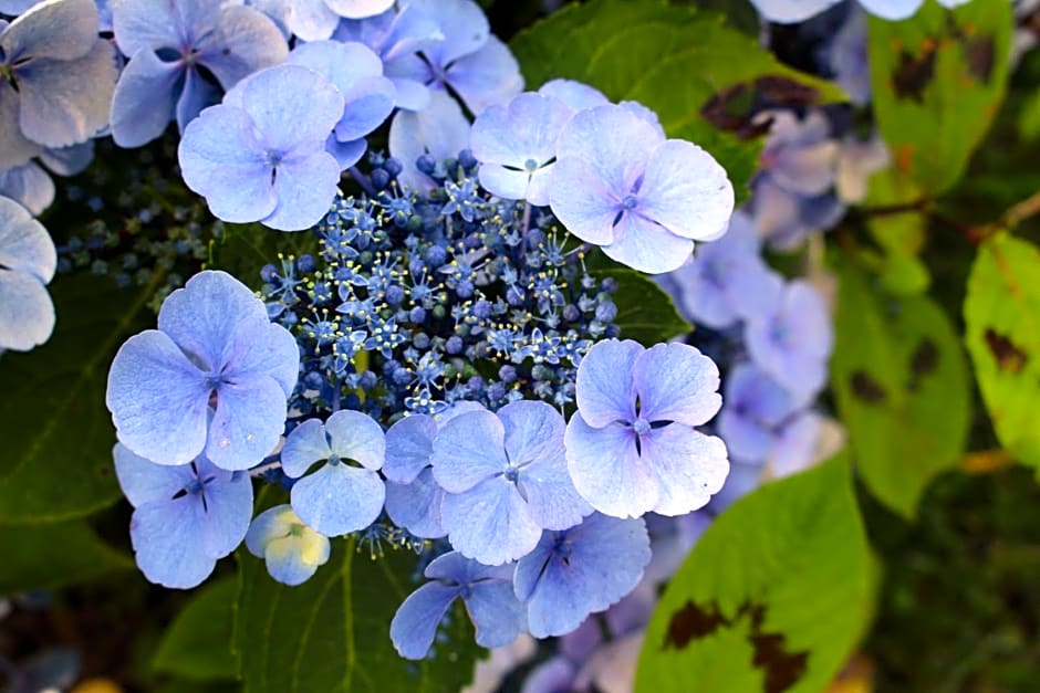 Dans le Jardin de Marie