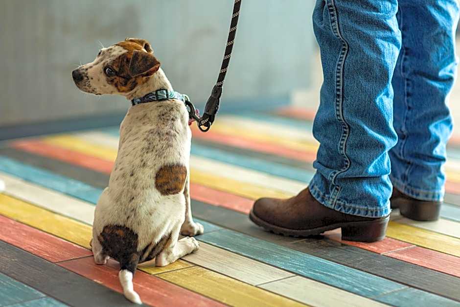 Motel 6 Williams AZ Historic Route 66