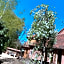 Boutique Hotel Schulz Classic