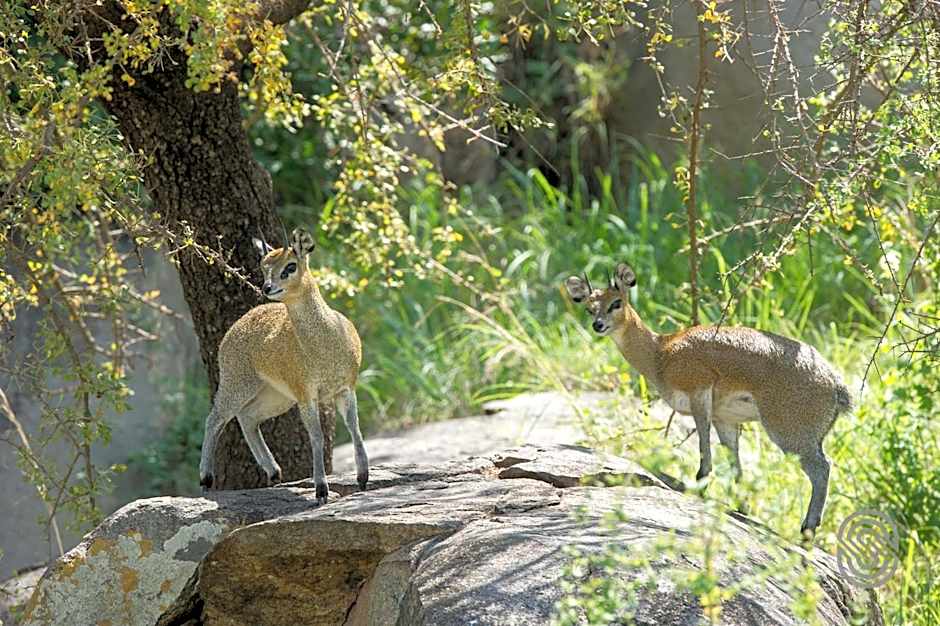 Mbuzi Mawe Serena Camp