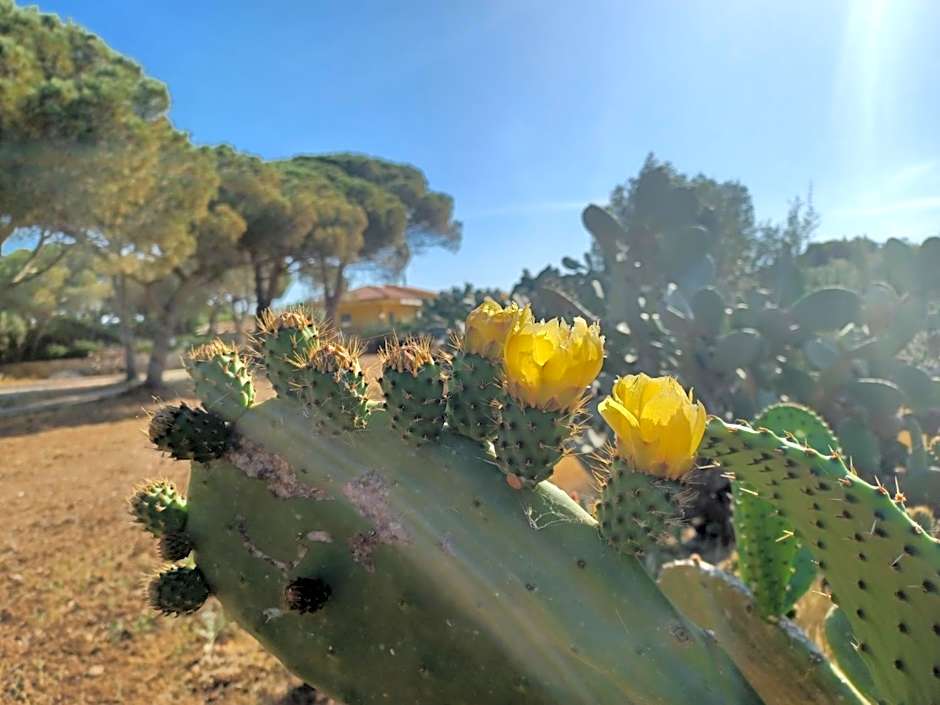 Turtle Island Apartments