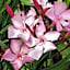Oleander Hof