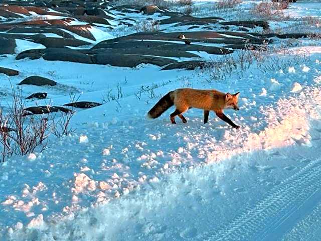 Bears Den Guest House II