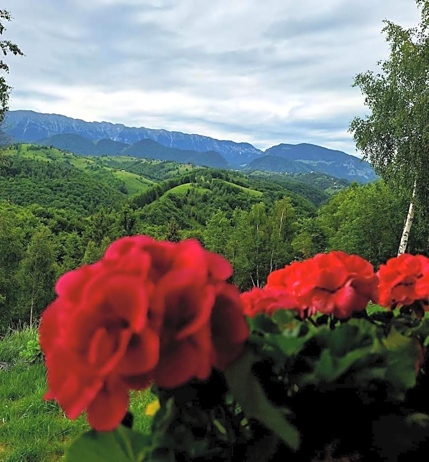 Cabana doi mesteceni