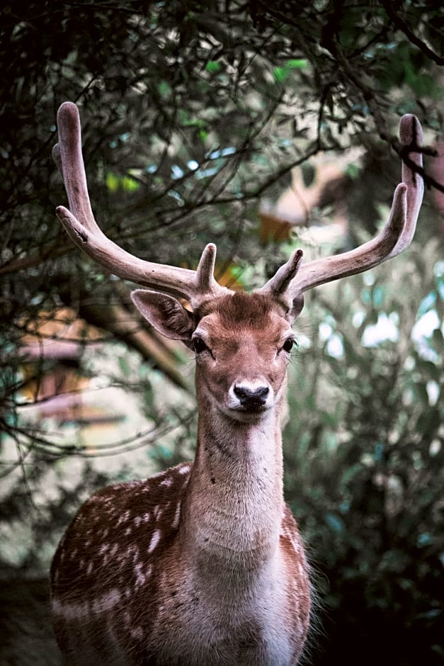 Polonezköy Country Club
