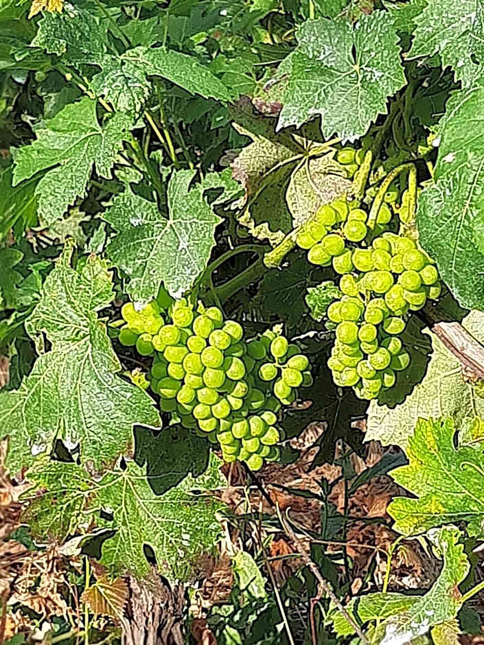 Il Vitigno di Dioniso