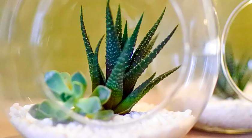 Green Hotel - West District