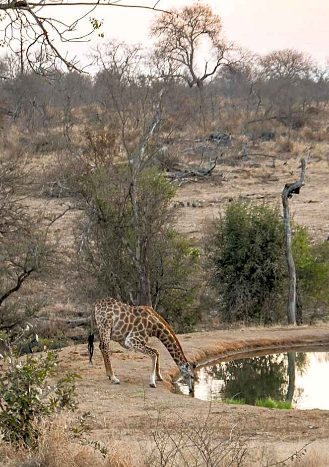 MILIMA Big 5 Safari Lodge