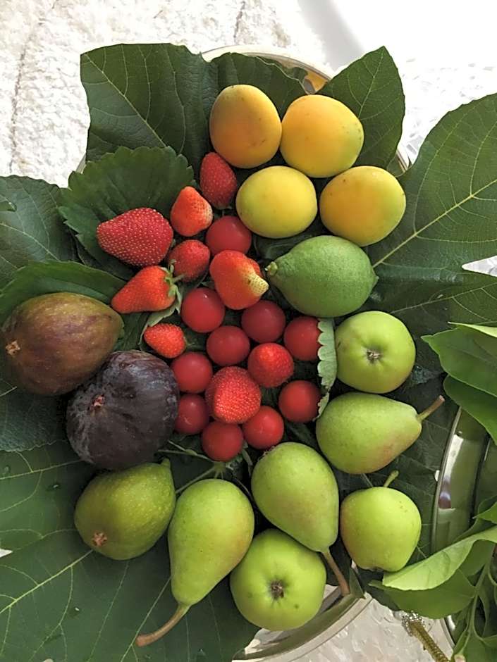 OLYMPUS PARK amnesia