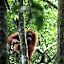 Gino's Place - Guest House & Jungle Trekking