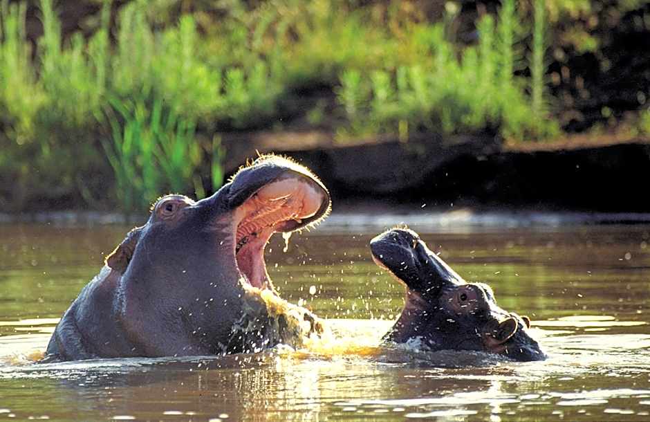 Kariega Game Reserve Ukhozi Lodge