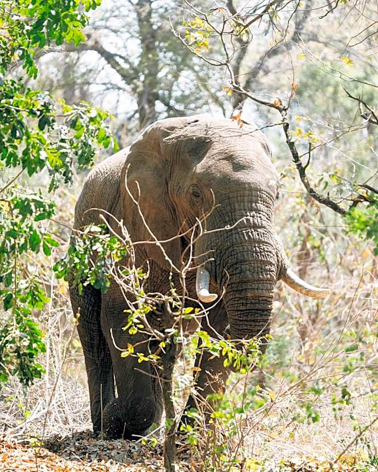 Maramba River Lodge