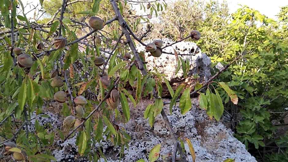 Masseria Artemisia