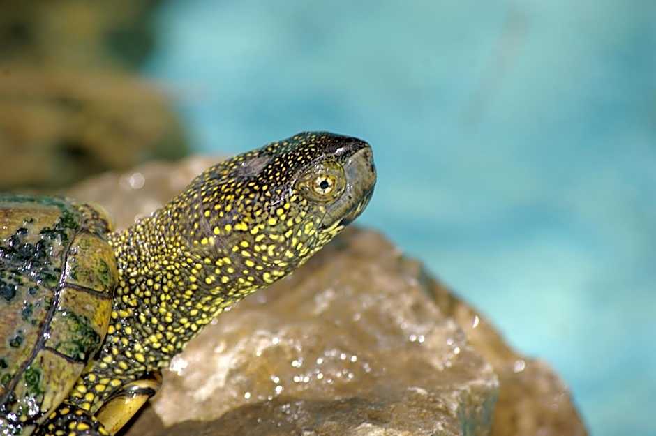 Riva dei Greci Camping Village