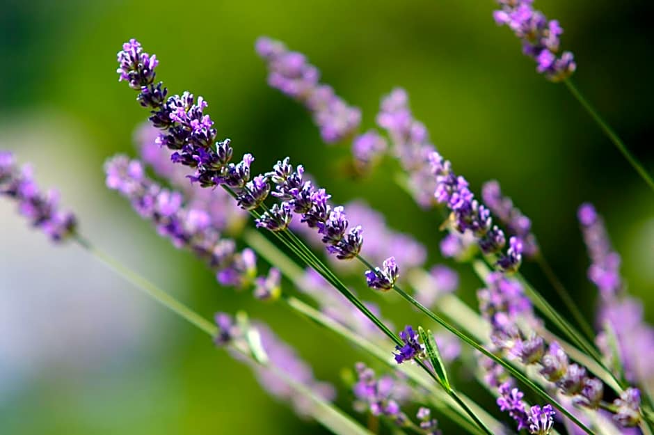 Boutique Hotel Villa Telenta