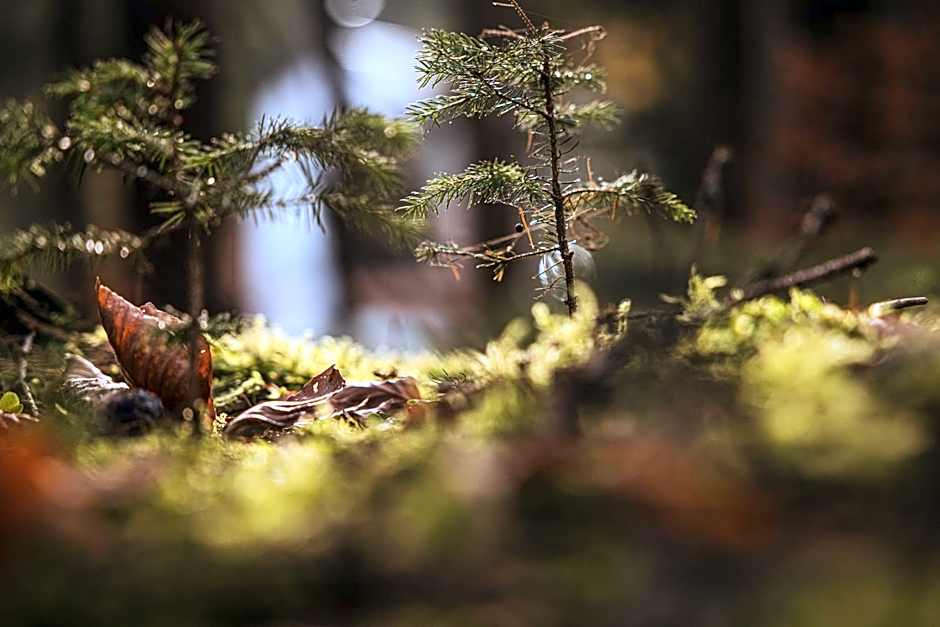 DAS ERZ Medical Spa & Hotel