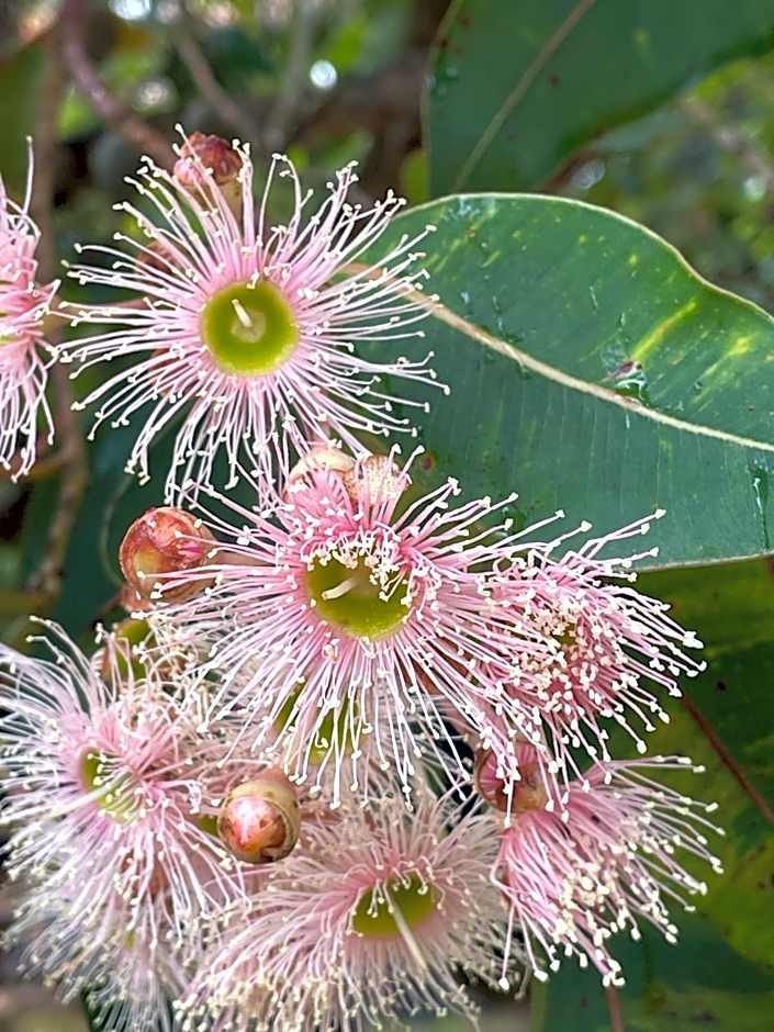 Strahan Wilderness Lodge