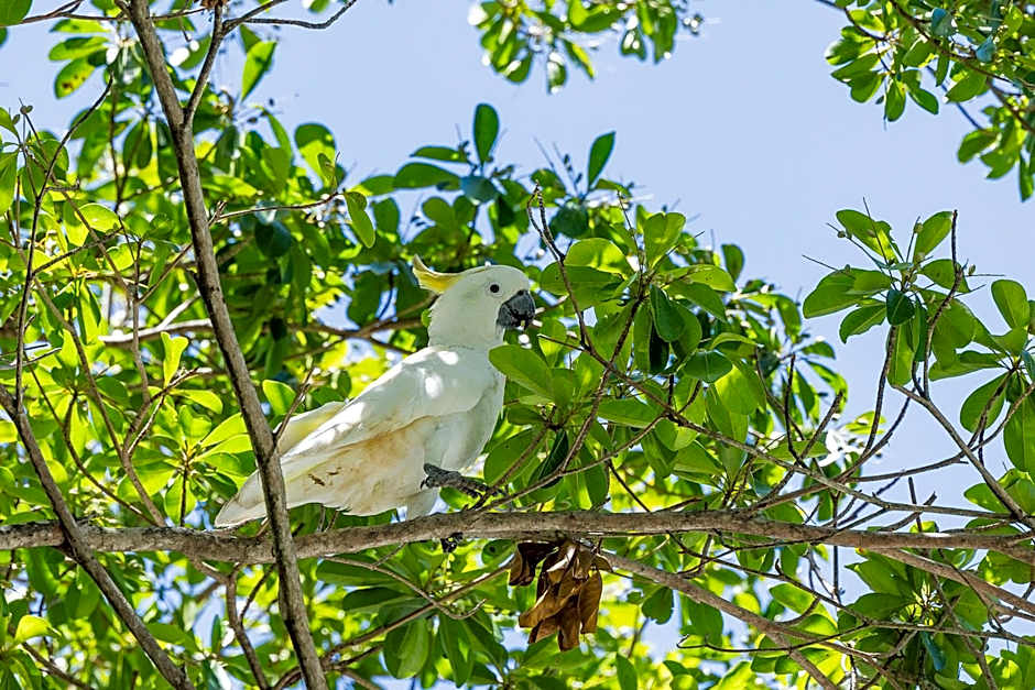 Kipara Tropical Rainforest Retreat