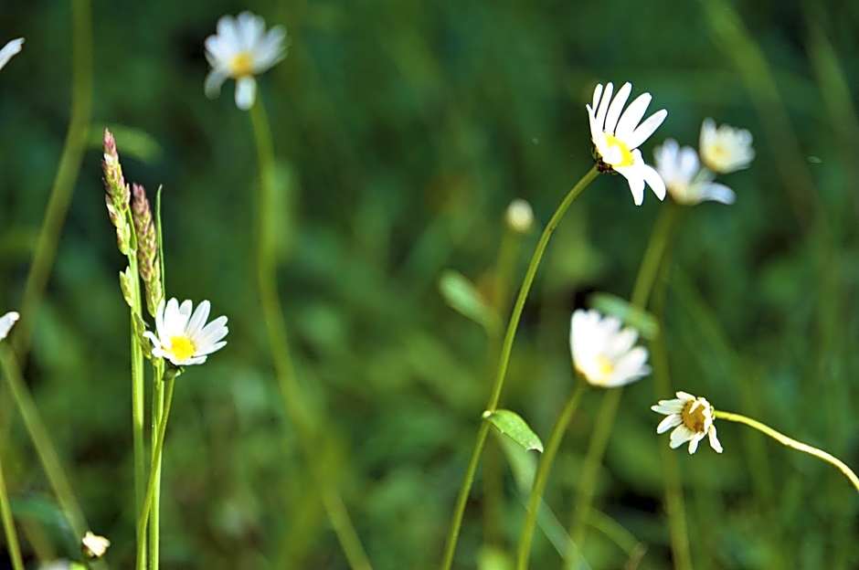 See-Hotel Post am Attersee