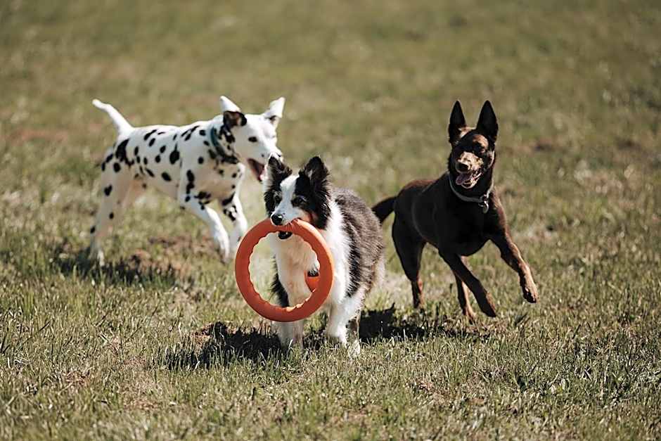 Chaletdorf ZellerSee