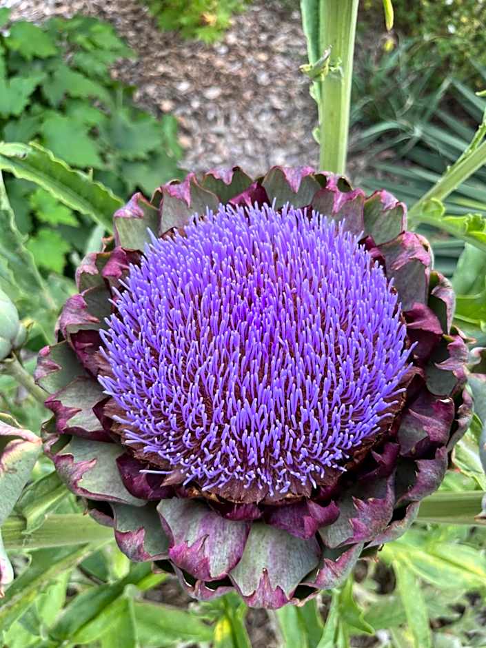 Hotel Le Branhoc - Brit Hotel Auray