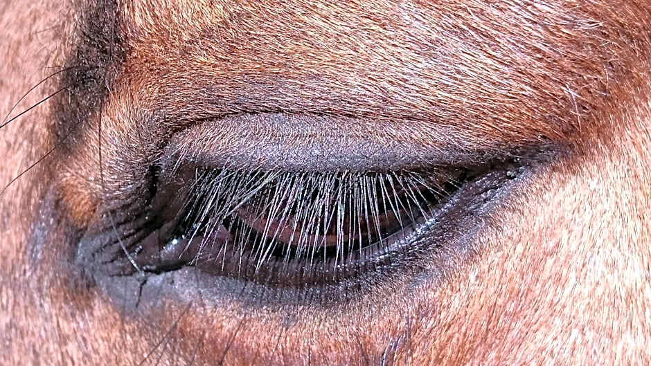 Miramont Horse Trekking Hostel