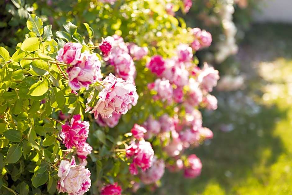 Chambre d'Hôte Les Ondines