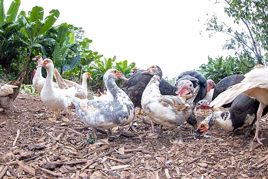 Batchelor Butterfly Farm