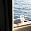 Hotel Mercure Roscoff Bord De Mer