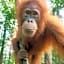 Asim Paris Guesthouse & jungle trekking
