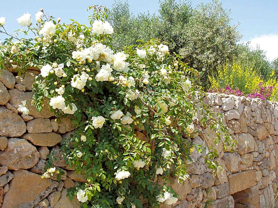 Masseria L'Antico Frantoio