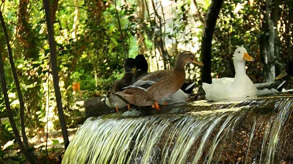 Selale Cennet Evleri