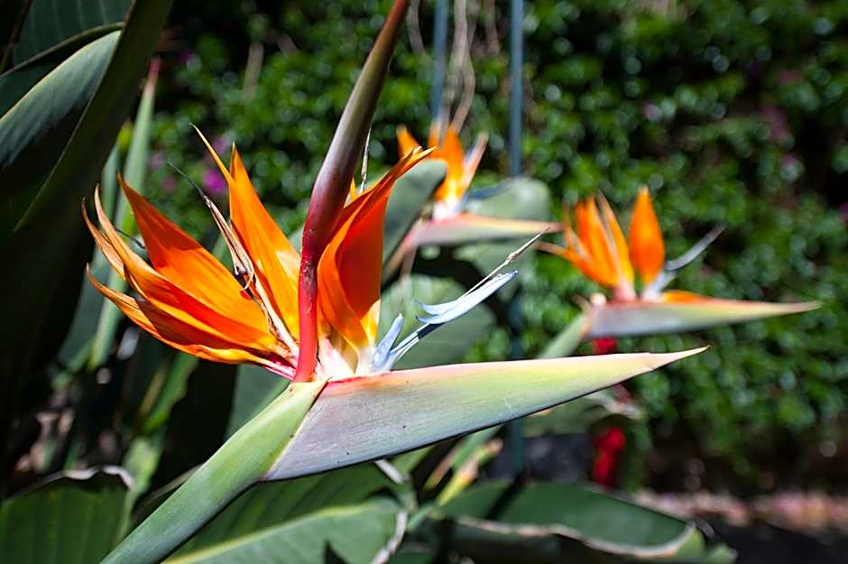 Hotel Rural Senderos de Abona