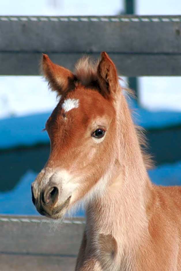 Haflingerhof Appenstein