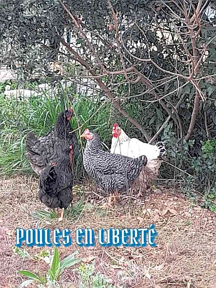 provence