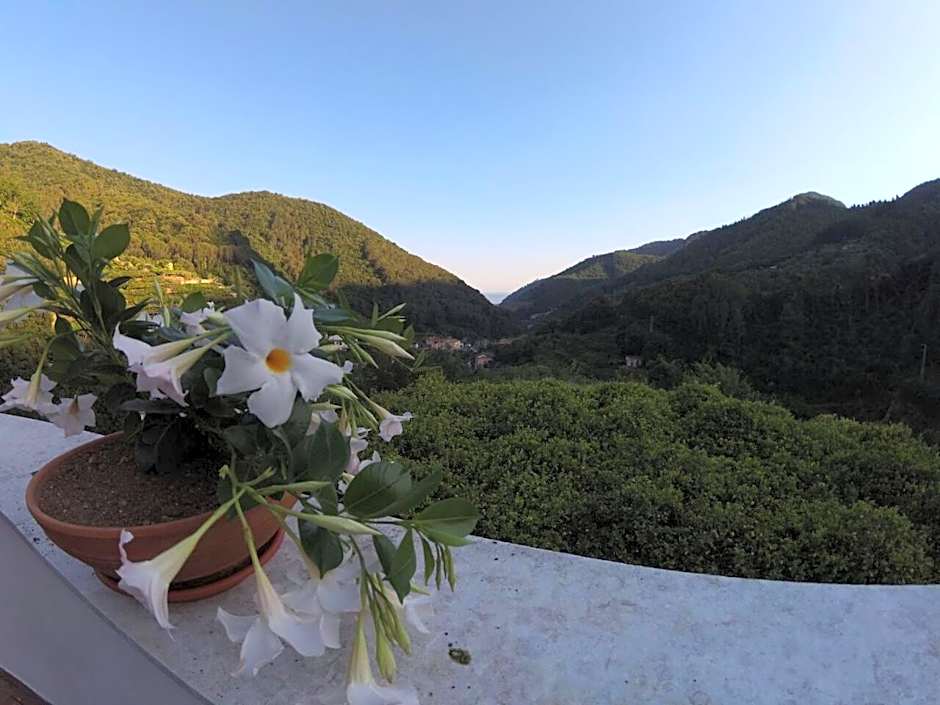 B&B Bouganville