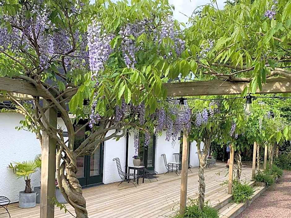 Wisteria Österlen