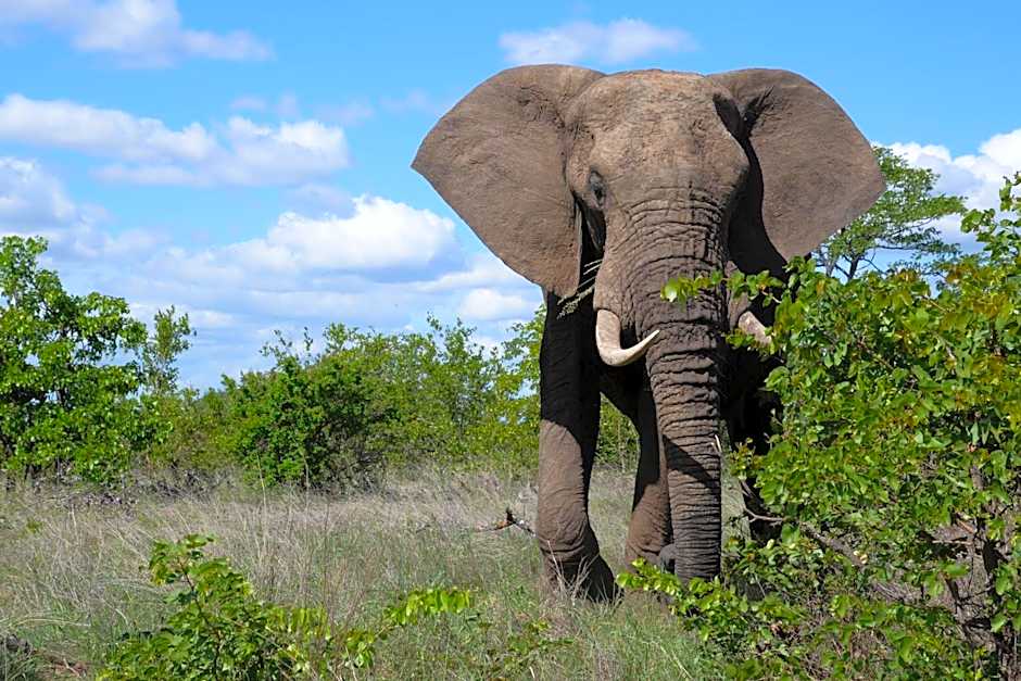 Bush Villas on Kruger