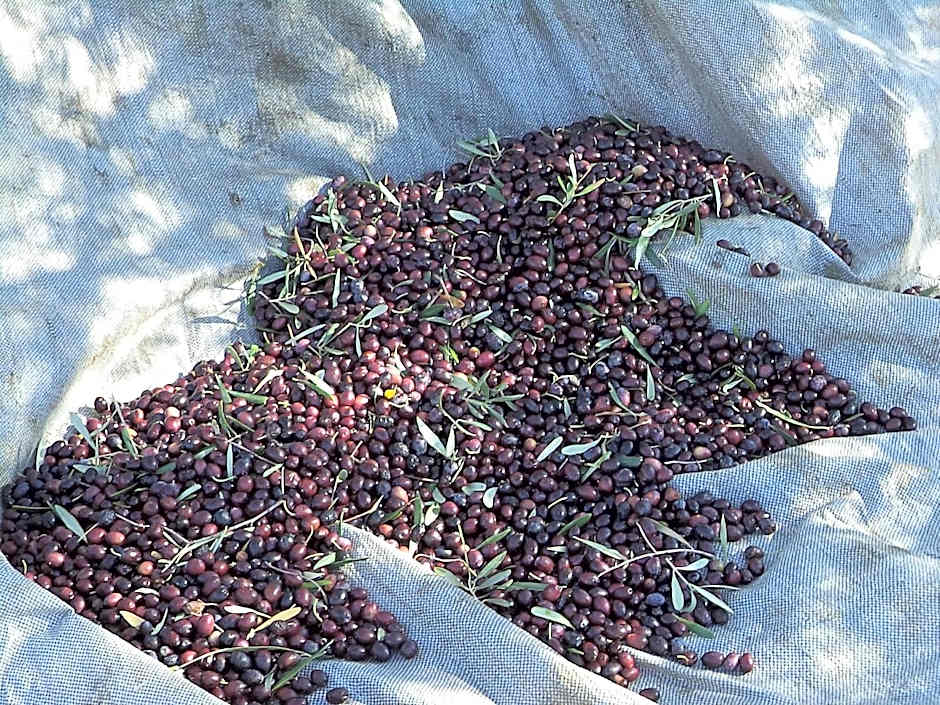 Hotel Andreas - Agistri (Skala)