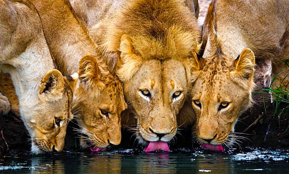 Geiger's Camp in Timbavati Game Reserve by NEWMARK