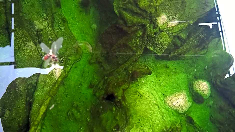 Hotel Terme Belvedere