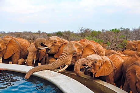 Mbazo Safari Collection