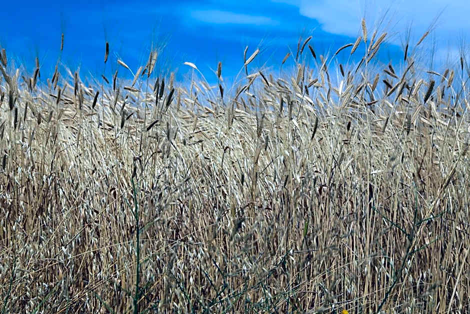 Château de la Gabelle Férrassières