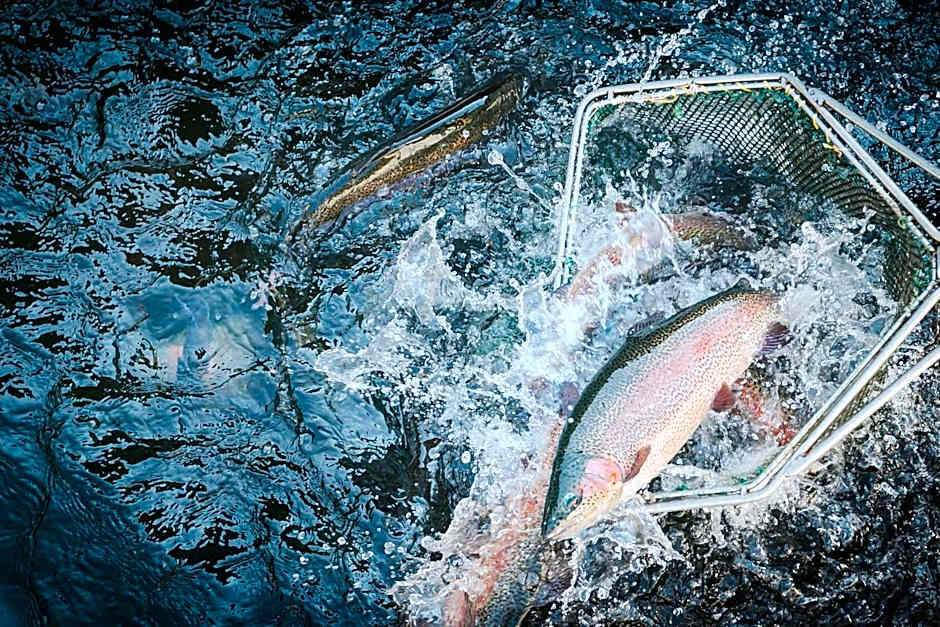 Lostrita - Pastravarie, Hotel & SPA