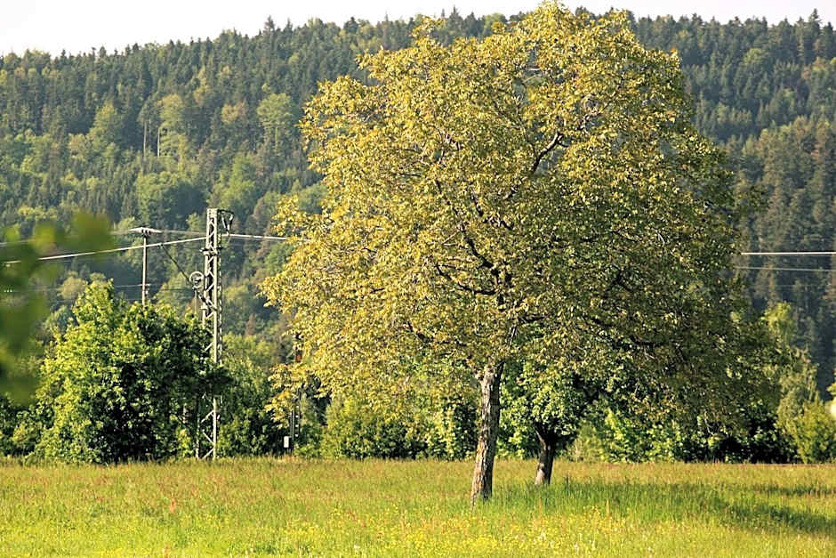 hotel rainhof scheune & naturpark restaurant (Kirchzarten)