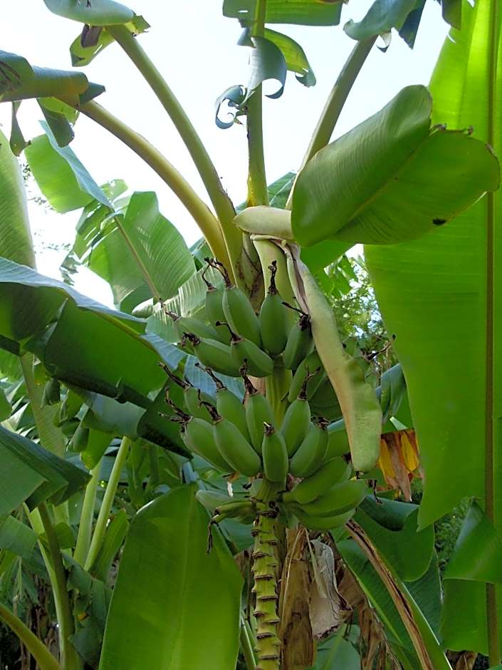 B&B Sauvignon Country Lodge